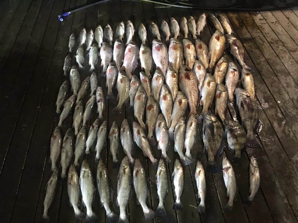 Bowfishing Airboat Hog Hunting Louisiana