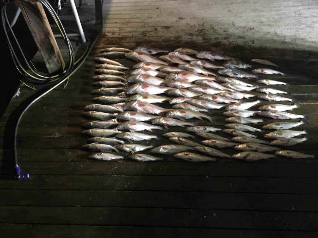 Bowfishing Airboat Hog Hunting Louisiana